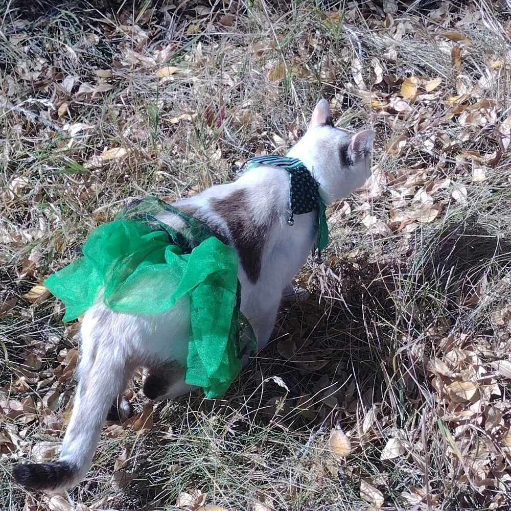 Green tutu and collar